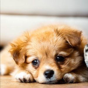 Meet your Posher, Austria